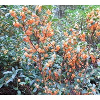 朱砂桂花，金桂批發(fā)銷售