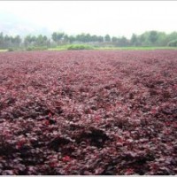 供應(yīng)垂絲海棠、西府海棠、貼梗海棠、海棠