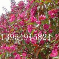 北美海棠，2014北美海棠價(jià)格，西府海棠，木瓜苗，垂絲海棠，木瓜