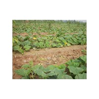 白蠟小苗的規(guī)格/黃楊的價(jià)格/山東臻樟園林