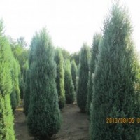 河南檜柏，北京檜柏，山桃，國槐
