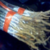 綠化苗木北美海棠、冬紅海棠、西府海棠、垂絲海棠等品種