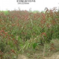 塔檜、猥實(shí)、紅葉碧桃、榆葉梅、黃刺梅、龍爪槐