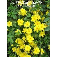 迎春_榆葉梅_糯米條_平枝荀子_紫葉小檗