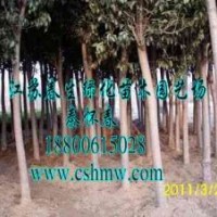 大葉女貞，欒樹，紫葉李，樸樹，垂柳，櫻花，水杉，垂槐，黃金槐