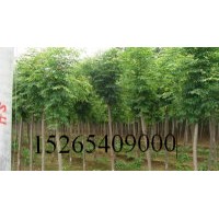 山東4---40國槐價格