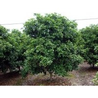 供應(yīng)桂花當年苗、2年苗