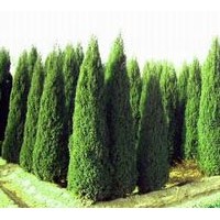 河南檜、西安檜、望都塔檜、沙地柏、側(cè)柏