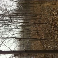 供應(yīng)法桐 馬褂木