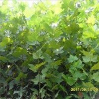 供應(yīng)法桐 法桐苗 法桐扦插條