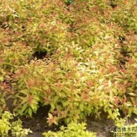 紅王子錦帶_猥實_榆葉梅_水臘_迎春_繡線菊