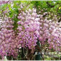 紫藤_西府海棠_黃櫨_繡線菊_紫葉矮櫻_珍珠梅