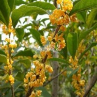 秋天滿樹飄香的桂花樹庭院種植一棵桂花樹花香十里