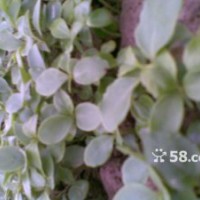 出售500萬棵秋楓樹苗