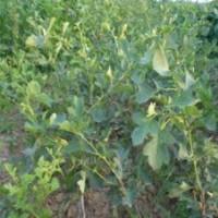 品種山楂苗 蘋果苗 核桃苗 柿子苗 桃樹(shù)苗