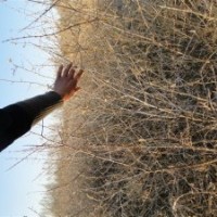 供應(yīng) 一 二年生沙棘苗