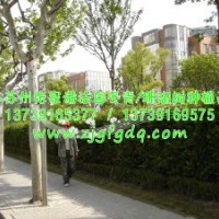 法國(guó)冬青行情走勢(shì)-法國(guó)冬青報(bào)價(jià)-珊瑚樹苗木報(bào)價(jià)