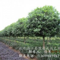 高桿金桂_四川金桂_四川高桿桂花