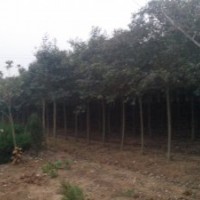 蜀檜、龍柏、大葉女貞各種規(guī)格