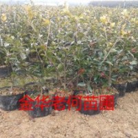 綠化工程綠化苗出售茶花、桂花