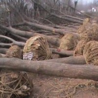 15cm國(guó)槐20cm國(guó)槐價(jià)格