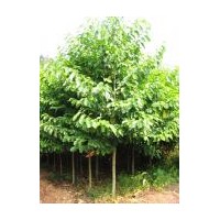 供應(yīng)大葉女貞 紫薇 紫荊 紫葉李 紫丁香 木瓜等