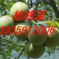 占地山楂樹 蘋果樹 桃樹 梨樹 櫻桃樹