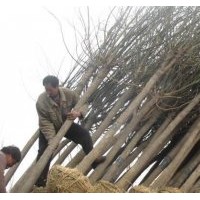 10公分國槐樹價格