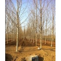 大量供應(yīng)法桐，規(guī)格齊全15653730977