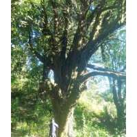 大型香樟直徑1.6米