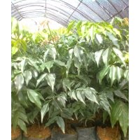 供應(yīng)格木苗，別名：鐵力木