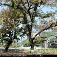 供應(yīng)滿天星、連翹、迎春、夏、海桐、劍麻、連翹