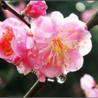 供應(yīng)紅梅、綠梅、垂梅、貼梗棠、垂絲海棠