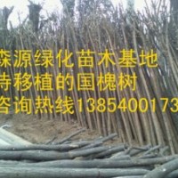 供應(yīng)7-8公分國槐價格-兩年冒國槐價格