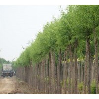 山西白皮松 國(guó)槐 柳樹供應(yīng)基地