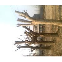 供應(yīng)專供國槐5-20公分