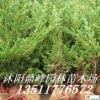 供應:地柏,西湖海棠,蜀檜,龍柏,大葉黃楊