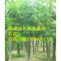 山西合歡價格-8公分合歡10公分合歡12公分合歡15公分合歡