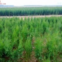 側柏苗 定植側柏苗 1-3米側柏低價出售