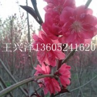 1--10公分紅葉碧桃幼苗工程苗銷售