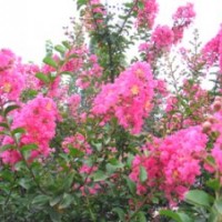 河北廊坊天豪苗圃供應喬木 花灌木 宿根花卉