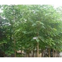 苗圃出售19公分20公分21公分國槐