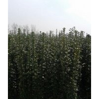 出售北海道黃楊 10萬(wàn)株