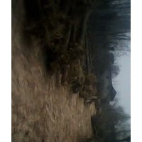 供應(yīng)紫葉李、國槐、法桐、垂柳