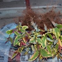 供應(yīng)彩葉楨苗