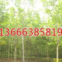 安徽毛白楊廠家供應(yīng)商