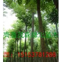 現(xiàn)在那里有8公分、10公分國(guó)槐出售