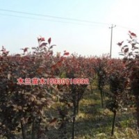 紫葉李報(bào)價河北木蘭苗木種植基地