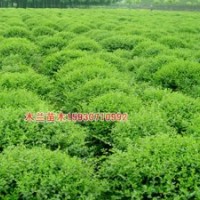 金葉女貞報(bào)價河北木蘭苗木種植基地