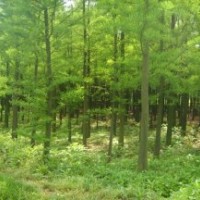 水杉價格水杉樹報價